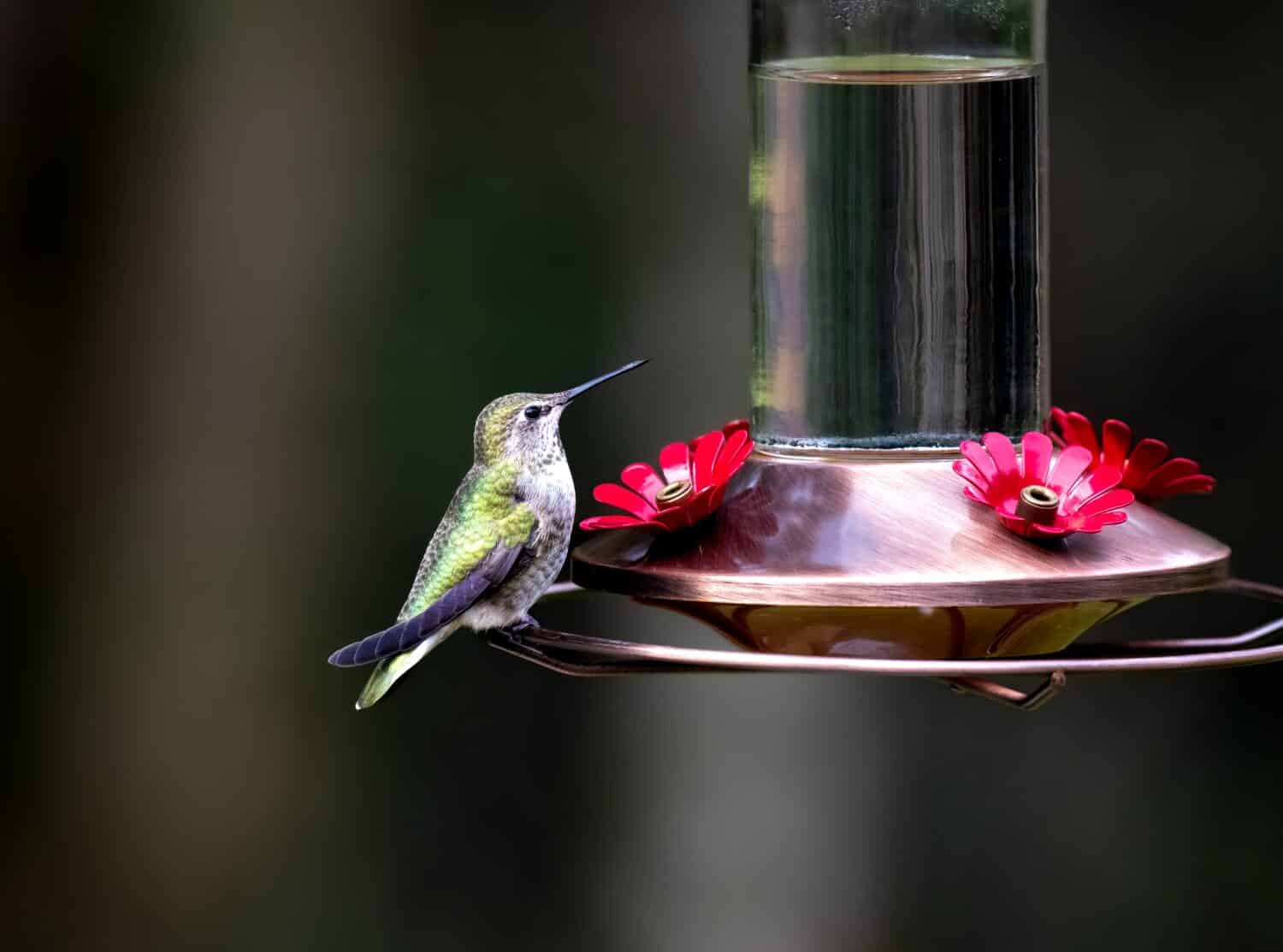 Un colibrì appollaiato su un alimentatore di colibrì di acqua zuccherata di rame spazzolato