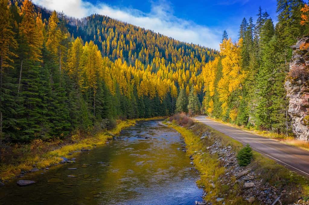 Tamarack in fall along the Coeur d'Alene River