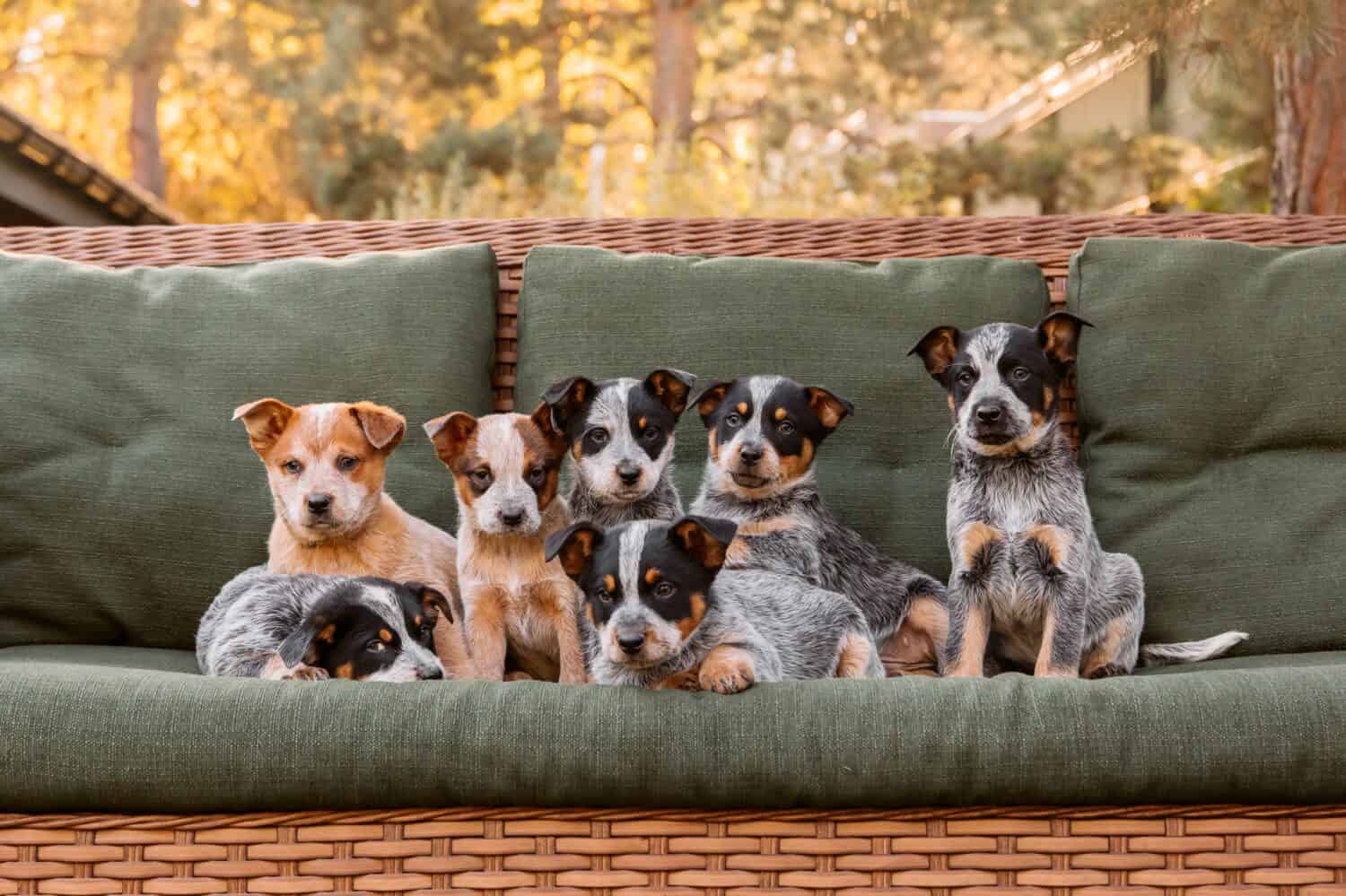 blue heeler puppy