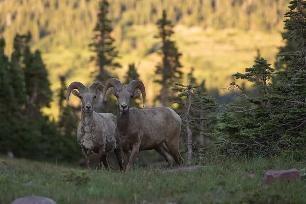 A pair of Rocky Mountain big horned sheep stand in a subalpine meadow in front of gnarled fir trees as the late evening light hits the slope on the far side of the valley.