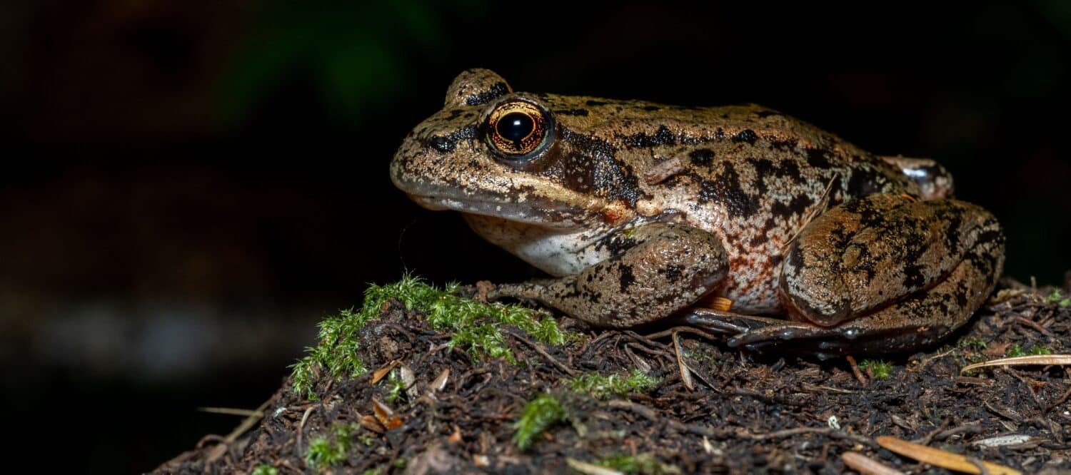 A closeup shot of a California red-legged frog perched on the wet soil against a dark background