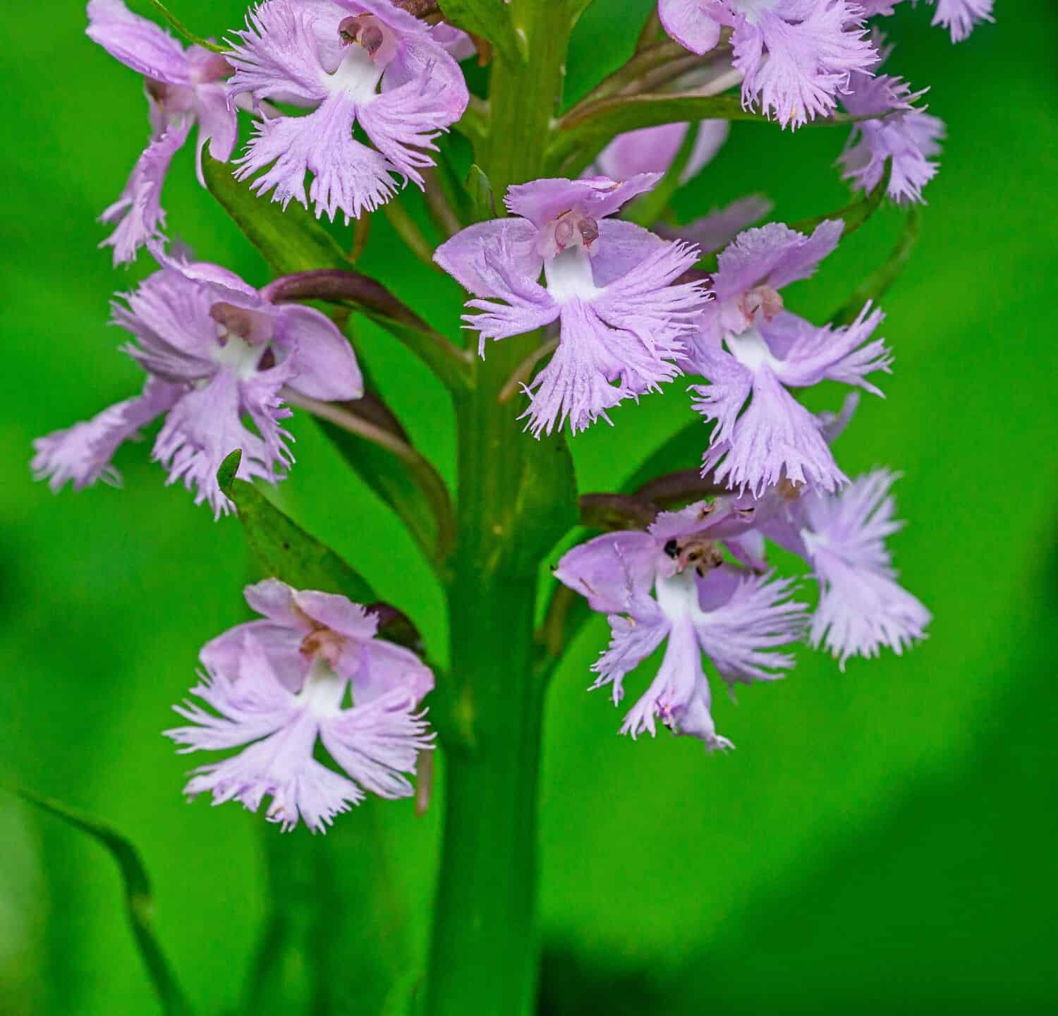 Macro photo of Lesser Purple Fringed Orchid, Platanthera psycodes with its showy fringed lavender purple petals. Detailed view of the flowers with a green background. 