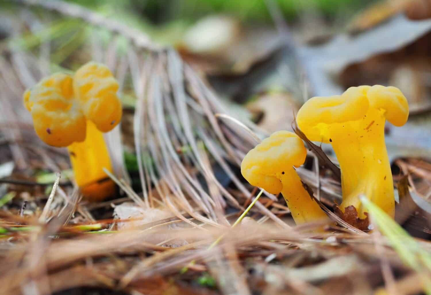 Yellow jelly club fungus (Leotia lubrica), closeup