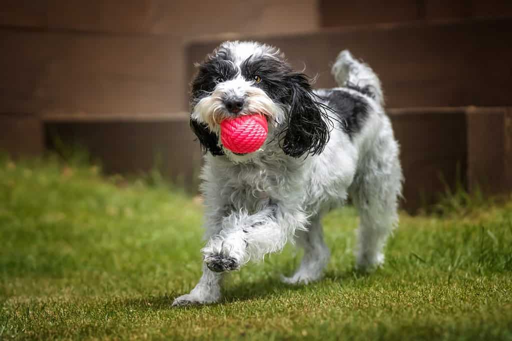 Black and White Cockapoo with a ball running towards the camera in her garden