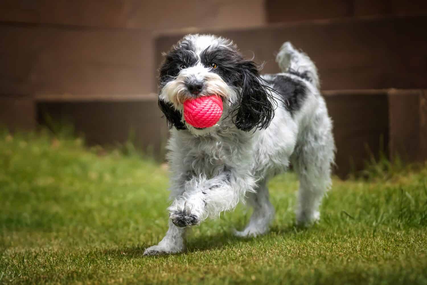 Black and White Cockapoo with a ball running towards the camera in her garden