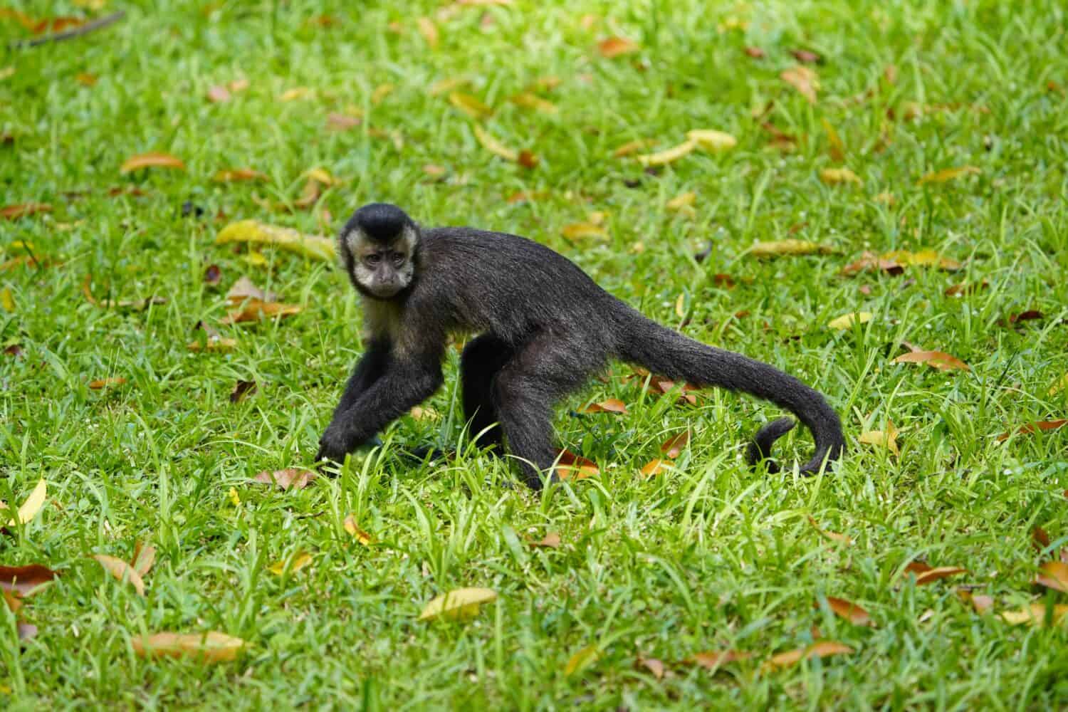The black capuchin (Sapajus nigritus), also known as the black-horned capuchin, is a capuchin monkey from the Atlantic Forest in south-eastern Brazil and far north-eastern Argentina.