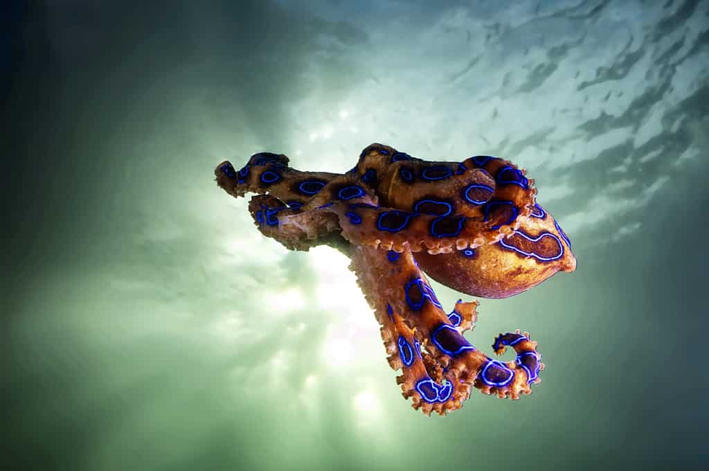 The Flying Blue Ringed Octopus.