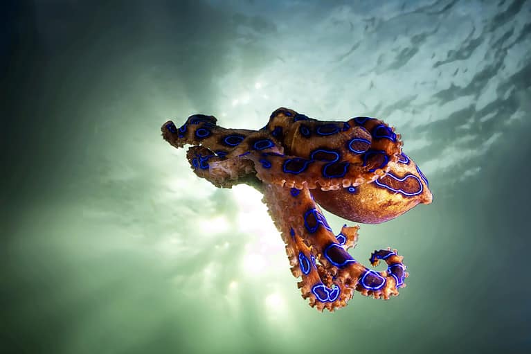 The Flying Blue Ringed Octopus.