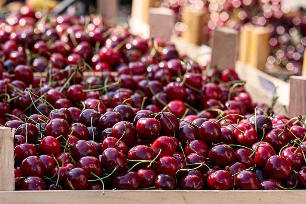 Picking cherries in the orchard . Boxes of freshly picked lapins cherries. Industrial cherry orchard. Buckets of gathered sweet raw black cherries . Close-up view of green grass and boxes full.