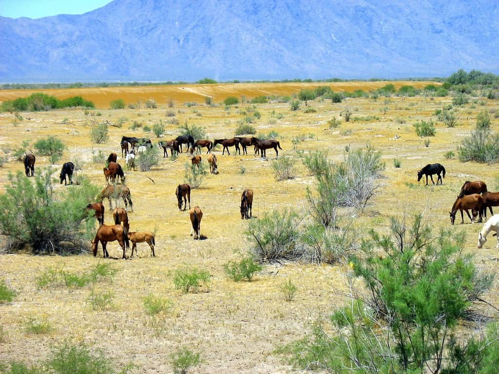 group of wild horses roaming on the gila river indian reservation in arizona