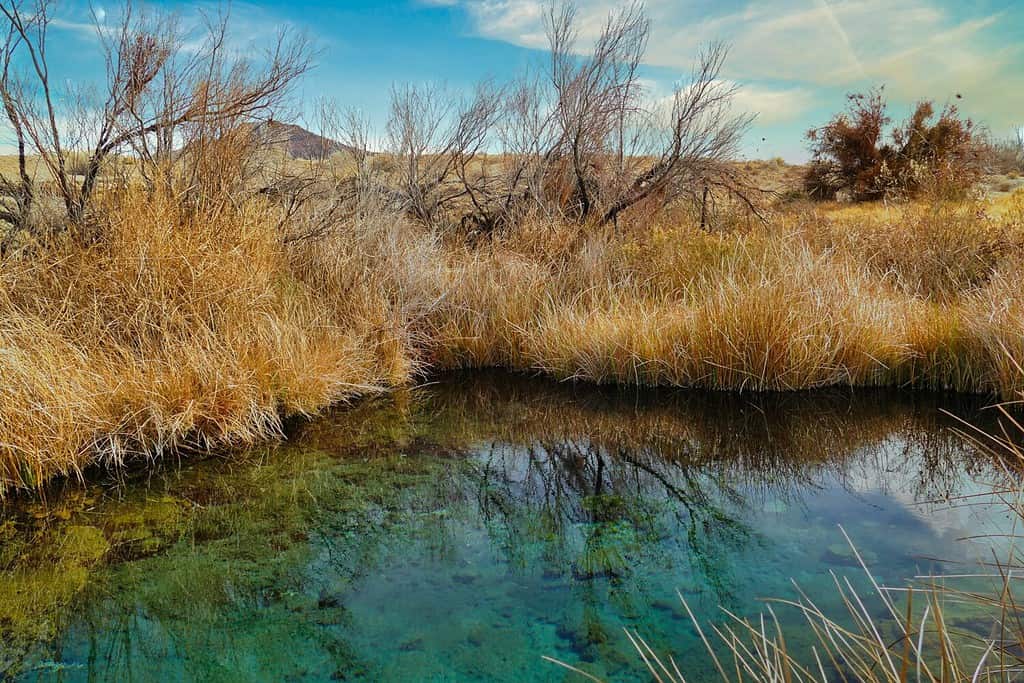Spring in the oasis Ash Meadows National Wildlife Refuge, in the Mojave Desert near Pahrump, Nevada, one of the few places where the endangered pupfish (Cyprinodon nevadensis mionectes) live.