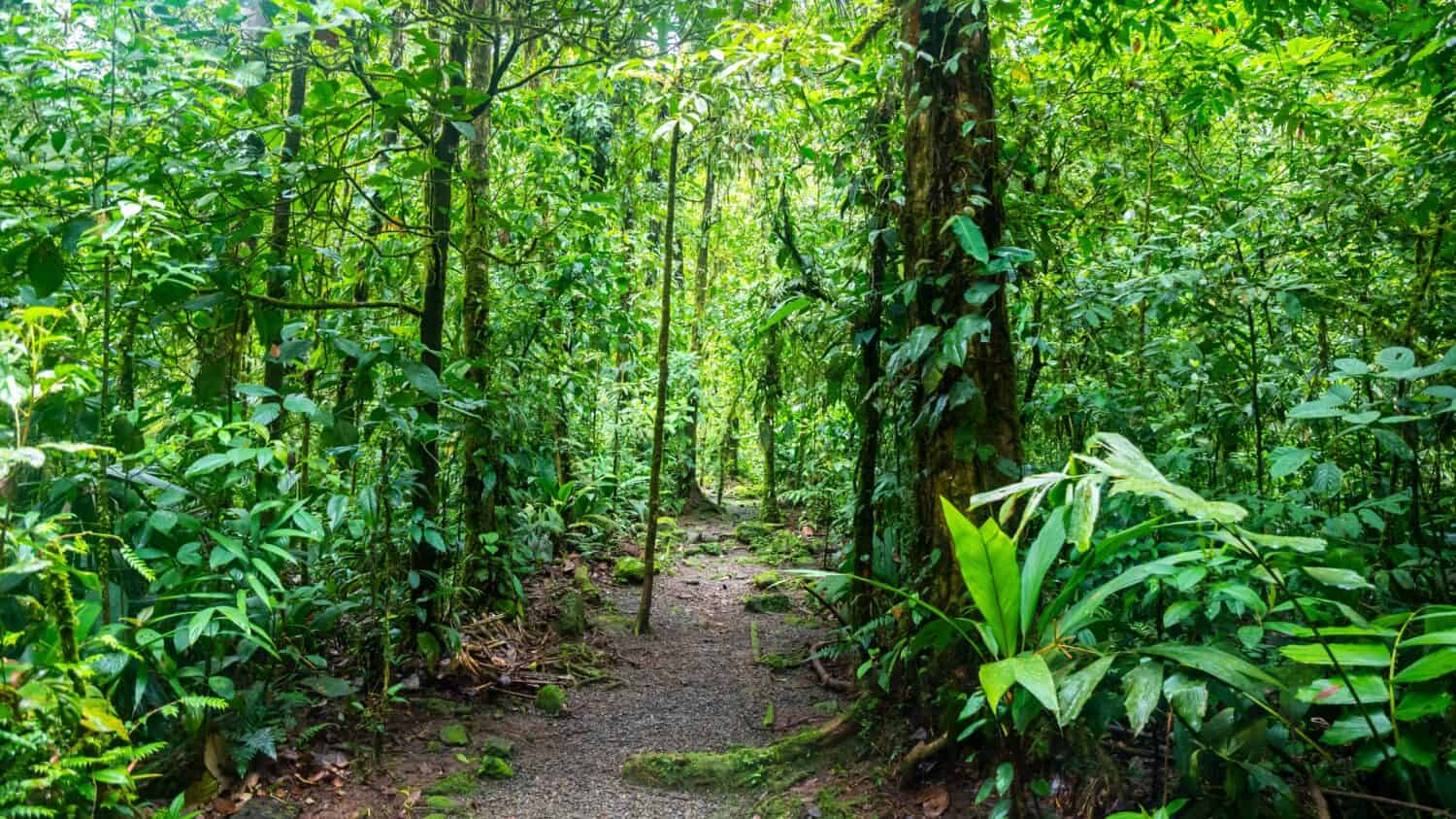 a magical, scenic path through Costa Rica's dense tropical rainforest; hiking through Costa Rica's jungle in braulio carrillo national park near san jose