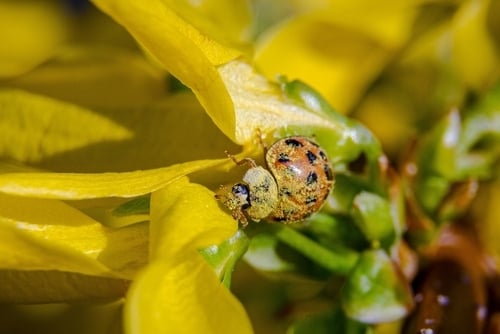 Asian beetle foraging through the Forsyth flower pollen