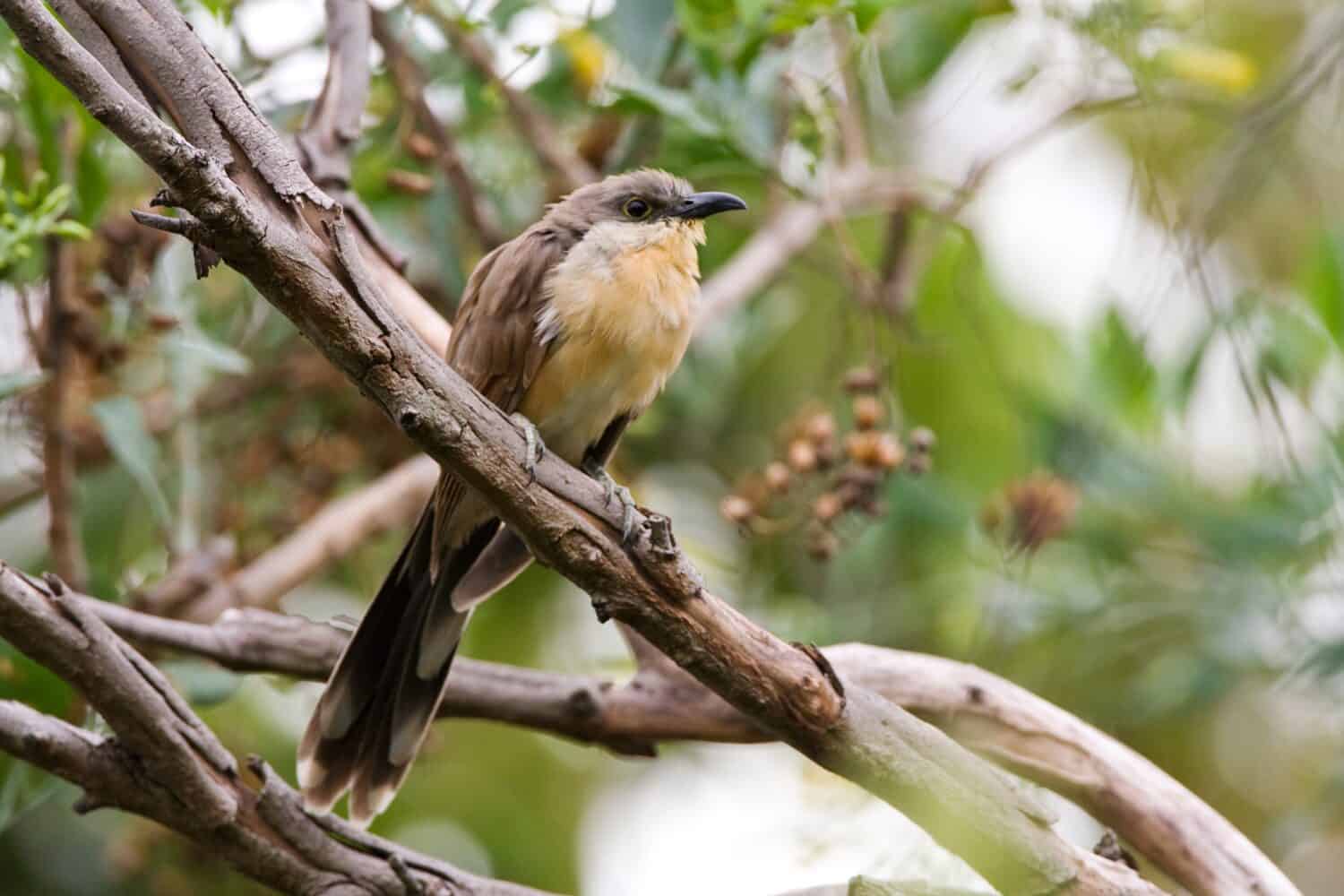 Kleine Mangrovekoekoek zittend op een tak; Dark-billed Cuckoo perched on a branch