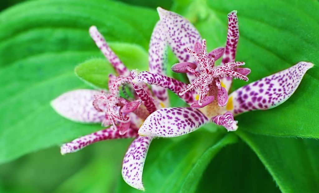 Hairy toad lily (Tricyrtis hirta), a variety with spotted pink petals