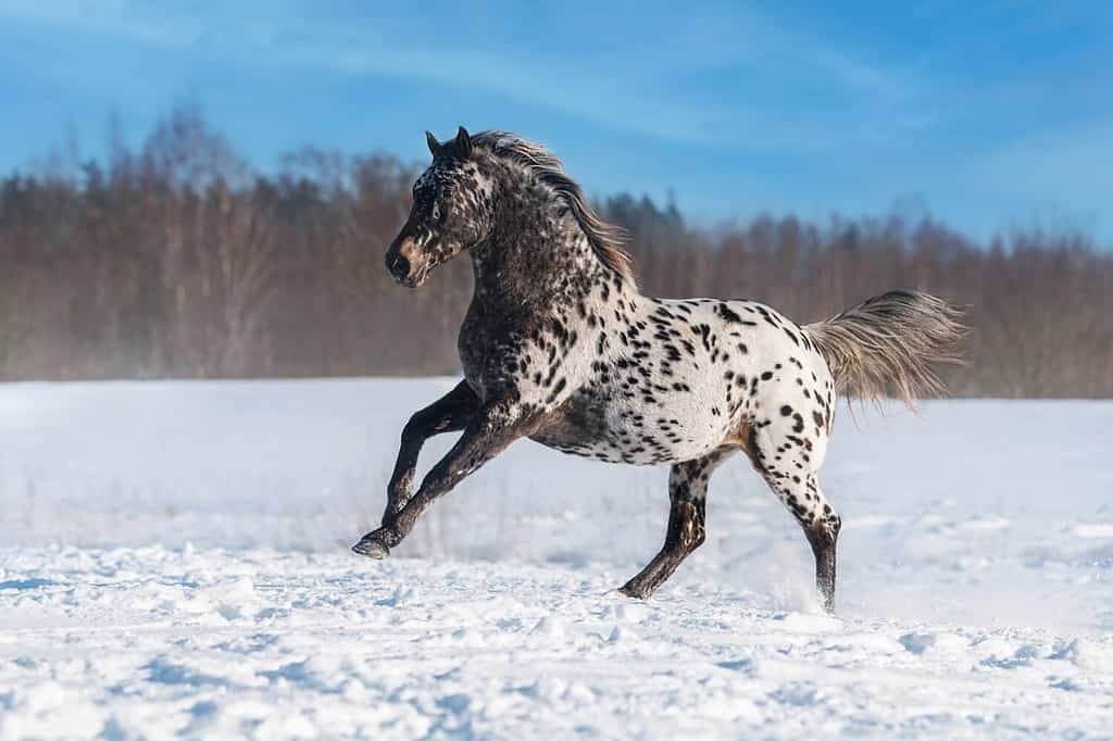 Beautiful appaloosa horse running in winter