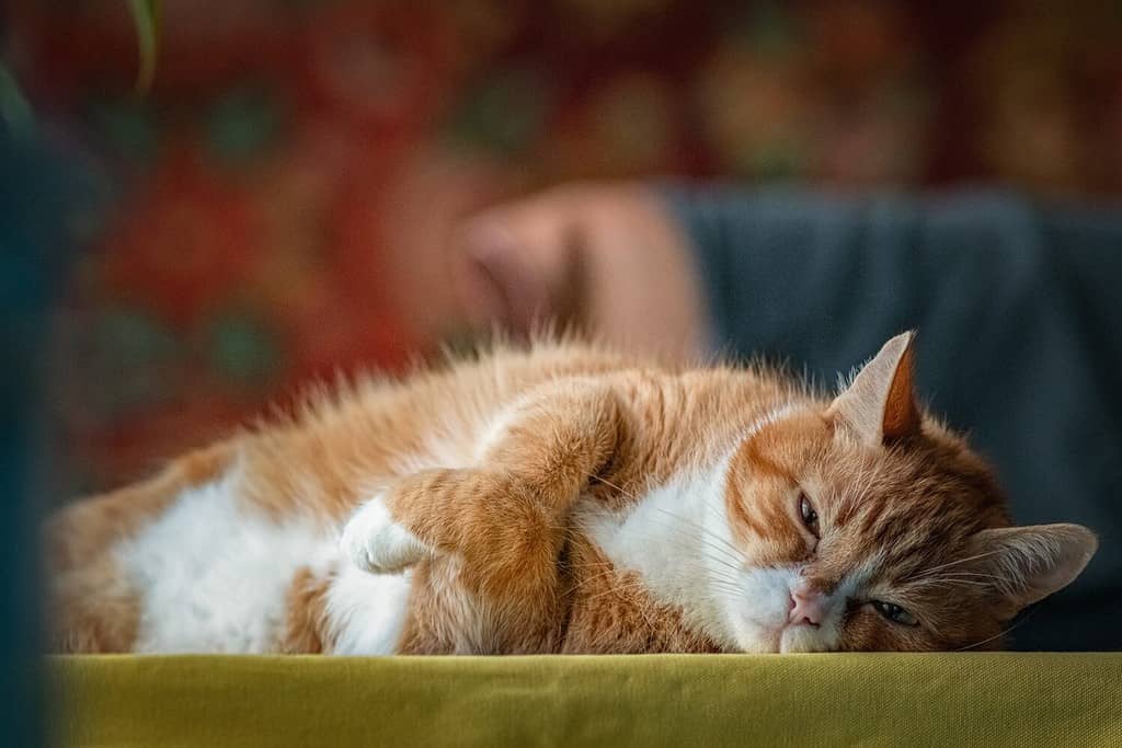 Portrait of a domestic ginger elderly cat in the apartment.