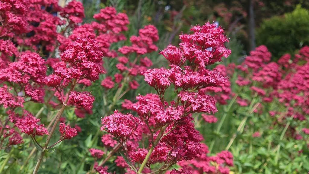 A selective focus of red valerian (Centranthus ruber) flowers in a garden