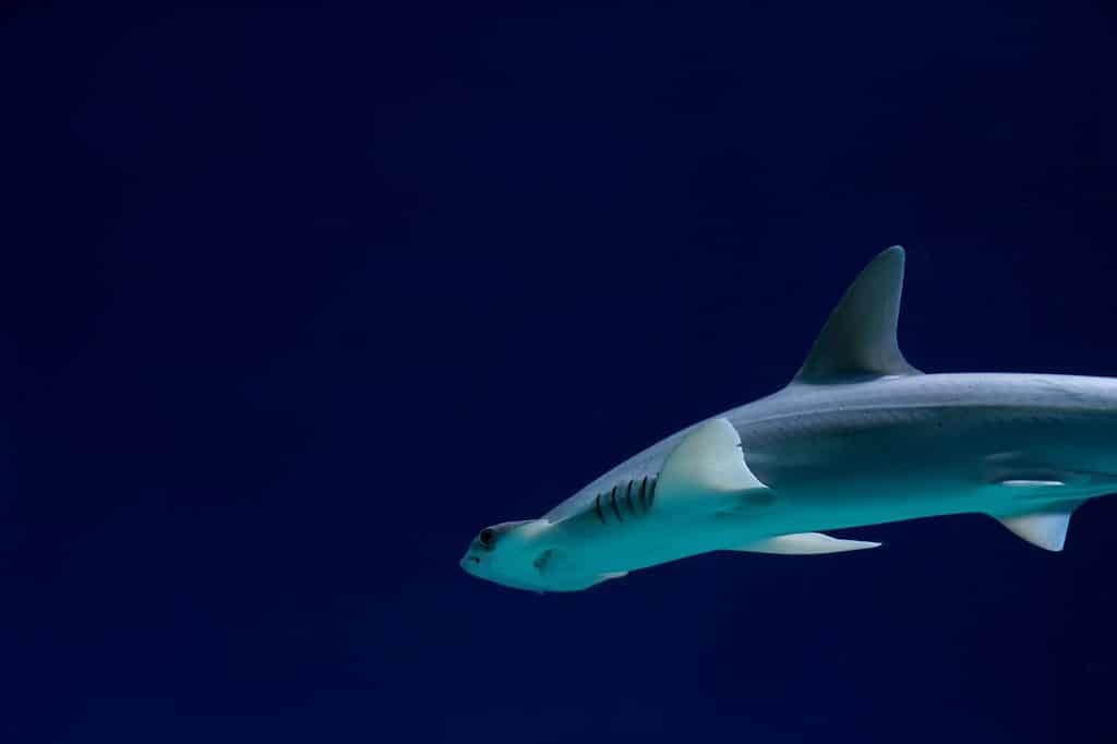 California mustelid shark. Mustelus californicus. Grey smooth-hound