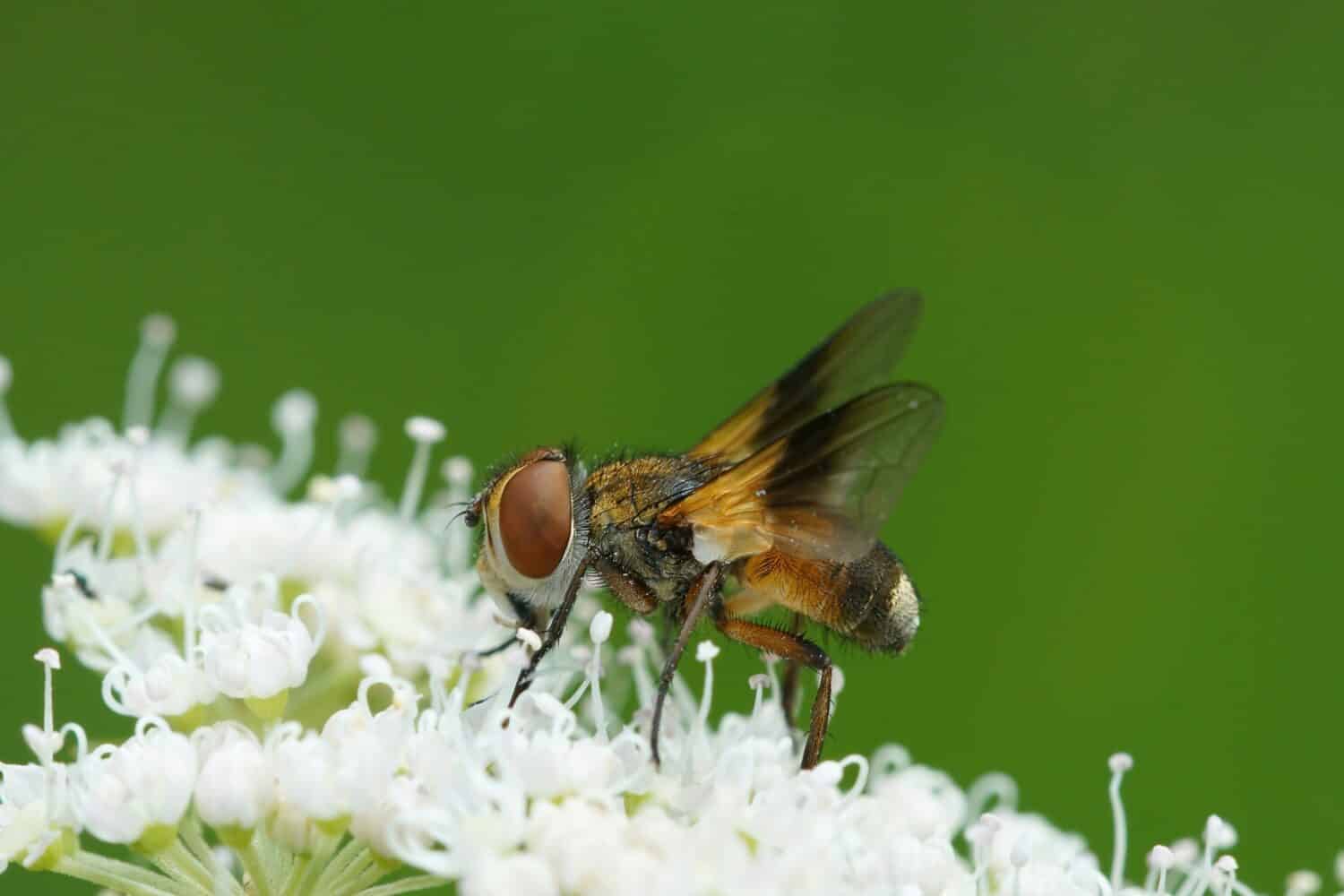 Natural detailed closeup on a colorful Tachinid fly, Ectophasia crassipennis, on a white flower