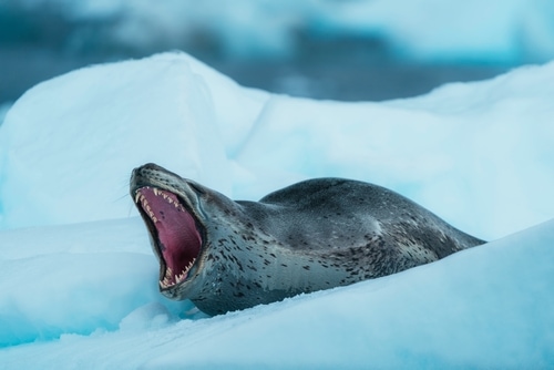 A leopard seal bares its teeth as it lies on top of an iceberg at Lindblad Cove, Antarctica