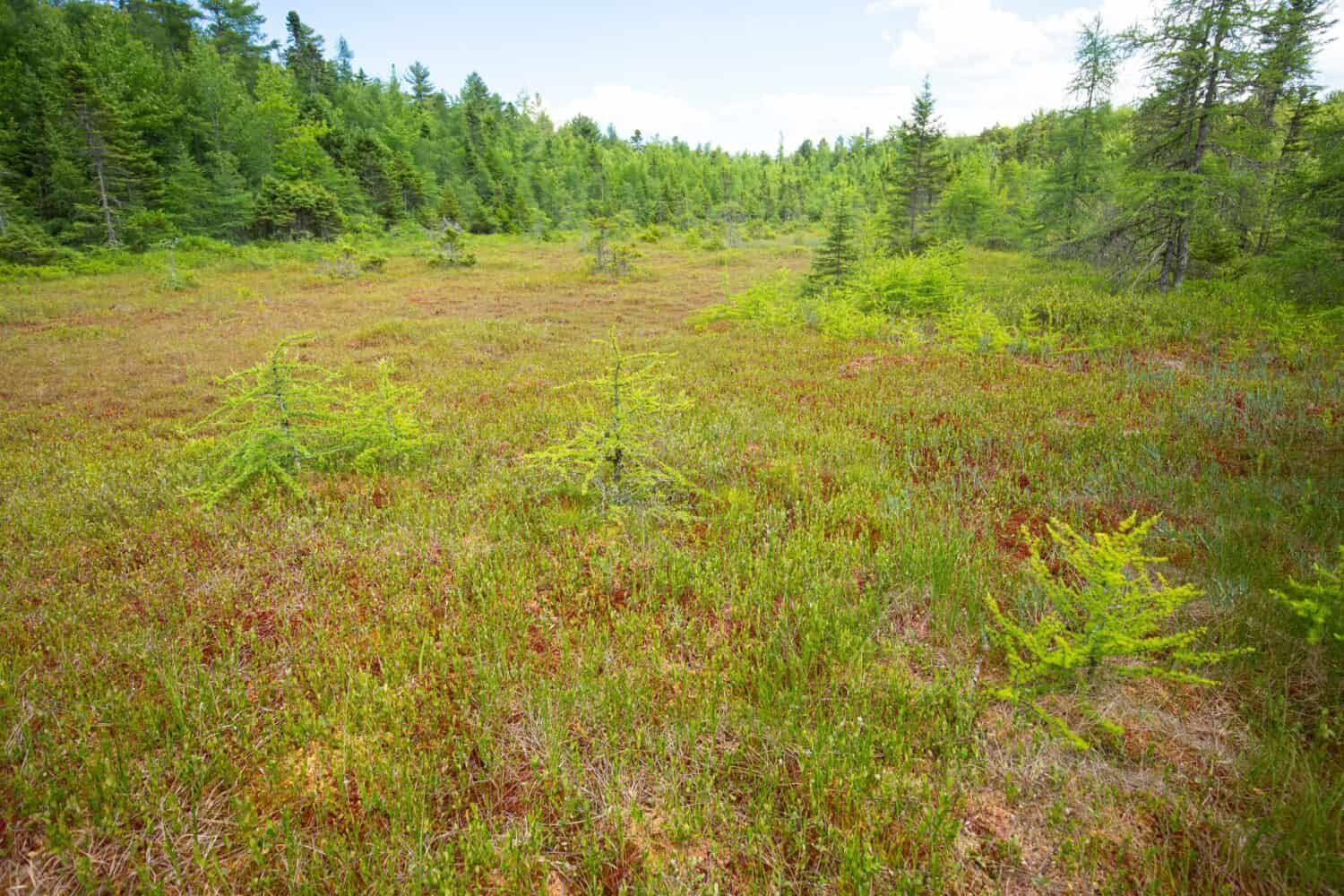 Pioneer tree species, black spruce and tamarack, invading a well developed floating mat at the Philbrick-Cricenti Bog in New London, New Hampshire.