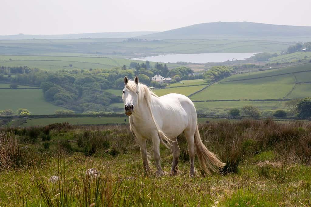 White wild pony on Bodmin Moor Cornwall England UK