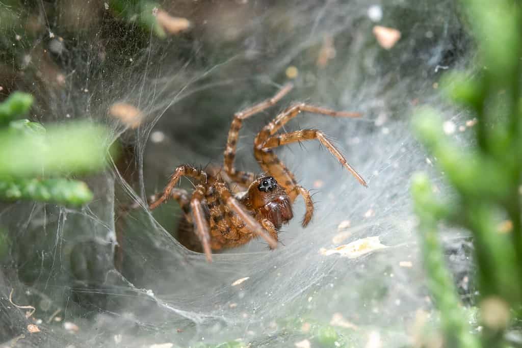 Funnel weaver spider, Textrix sp., waiting for preys on a sunny day