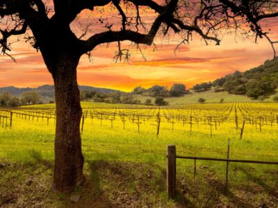 A The 7 Most Stunningly Scenic Drives in Napa Valley