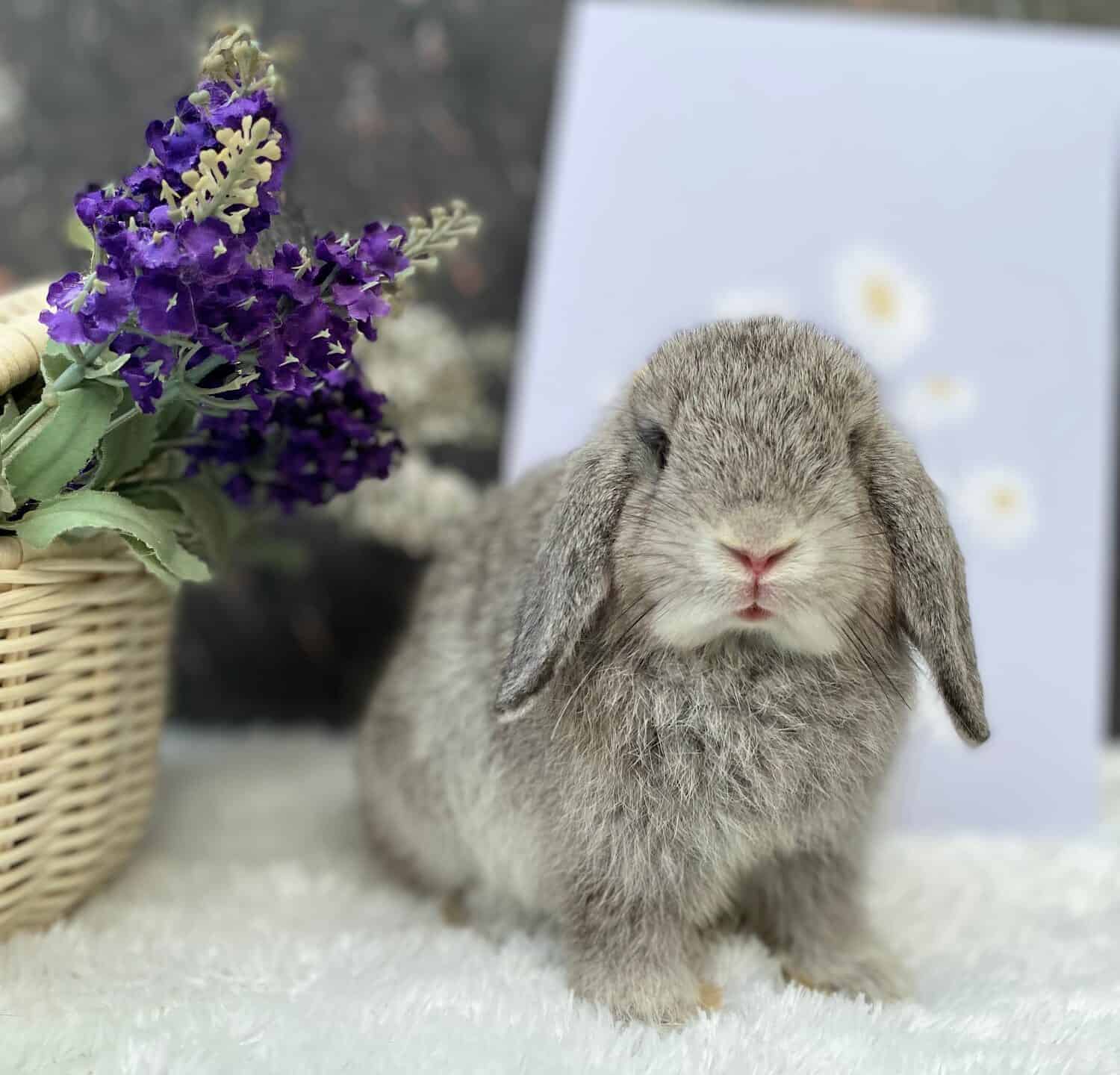 lilac holland lop