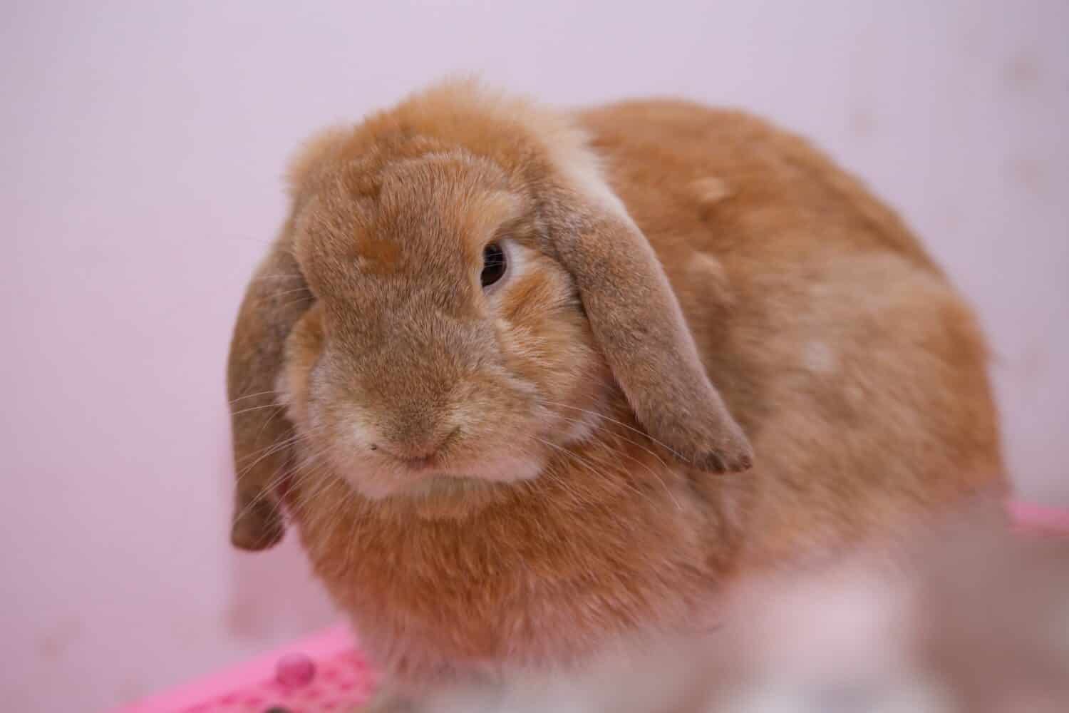 Baby orange holland lop rabbit sitting on pink background. Lovely action of young rabbit.