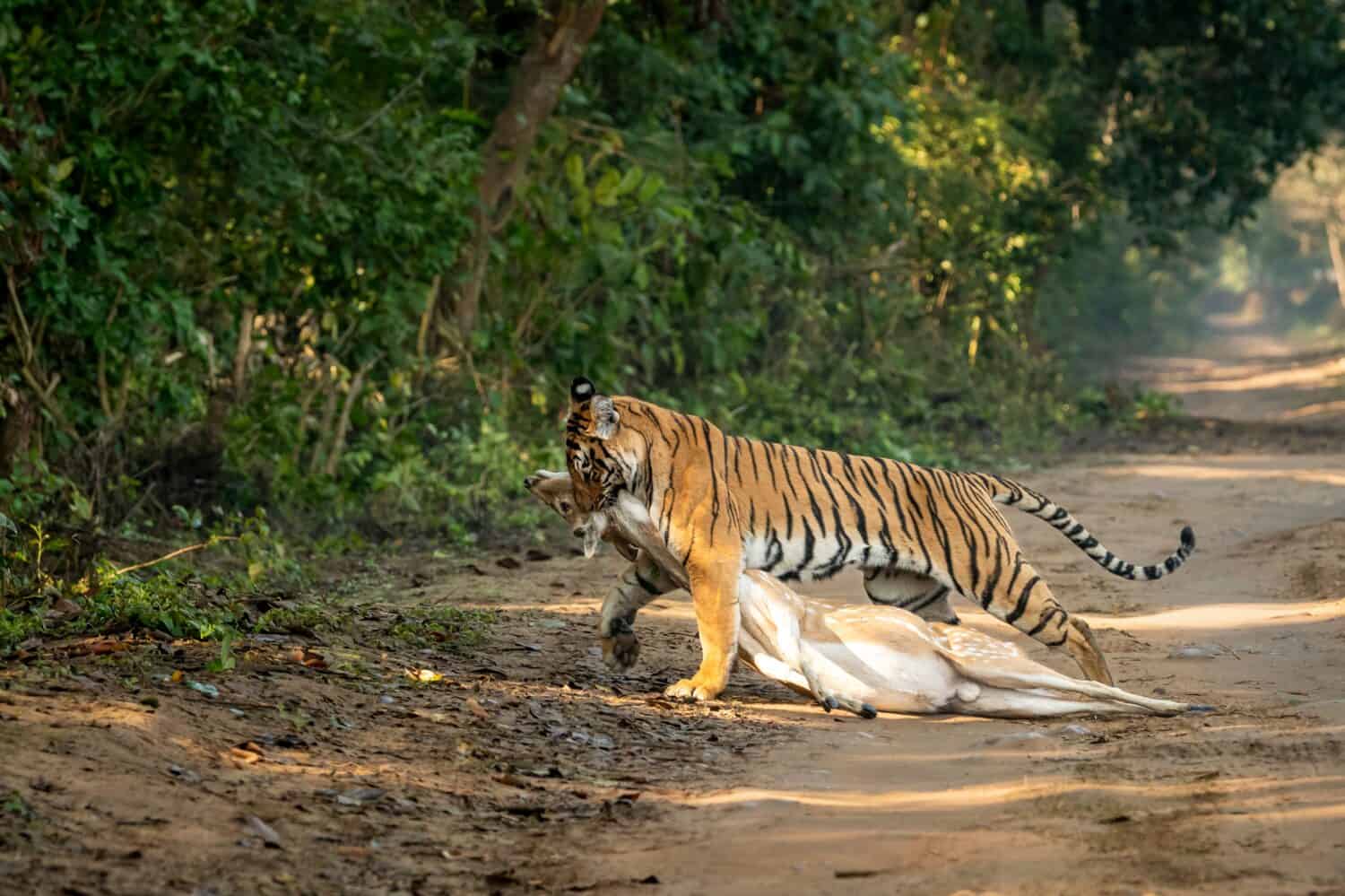 wild royal bengal female tiger or panthera tigris dragging spotted deer or chital kill in his mouth or jaws in natural green background at dhikala forest jim corbett national park uttarakhand india