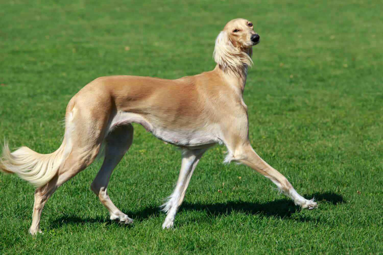 The dog breed Azawakh running on green grass