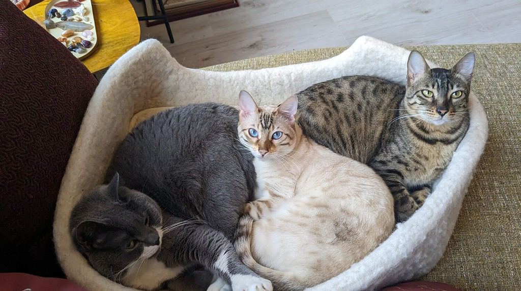 Three cats of different colors and breeds, namely; Savannah, Bengal and British Short-hair cat chilling in a basket made of sheep wool.