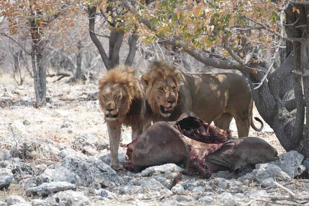 Lions hunting a rhino Etosha National park Namibia