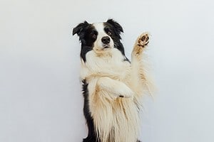 8 Common Health Problems Seen in Border Collies Picture