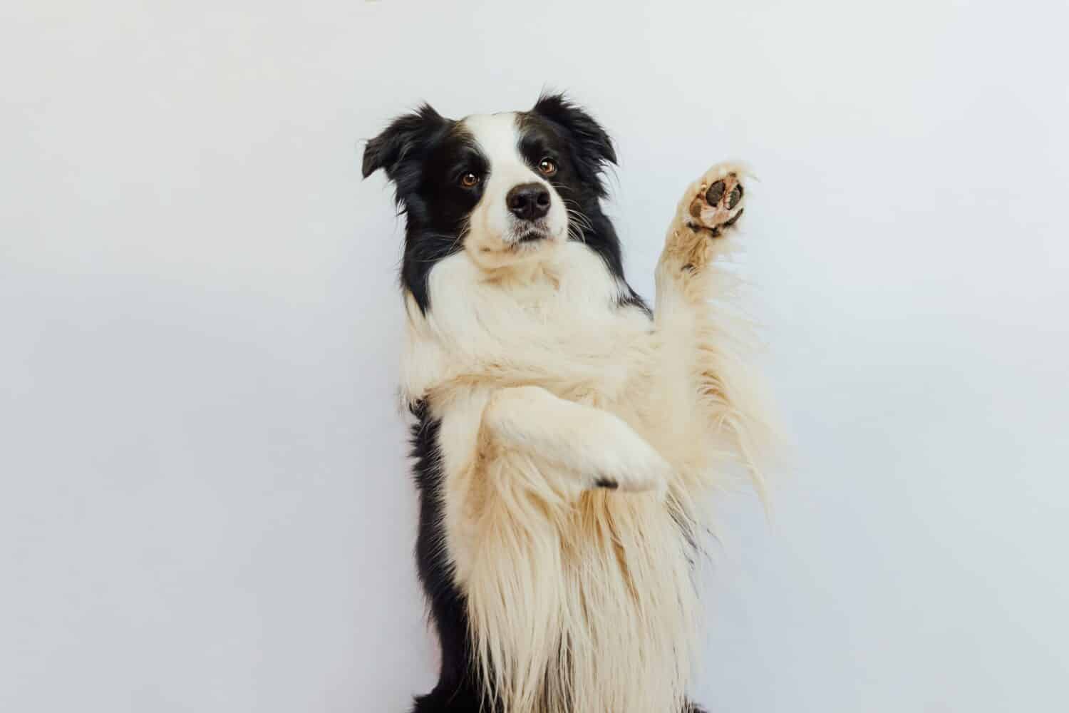 Funny emotional dog. Cute puppy dog border collie with funny face waving paw isolated on white background. Cute pet dog, cute pose. Dog raise paw up. Pet animal life concept