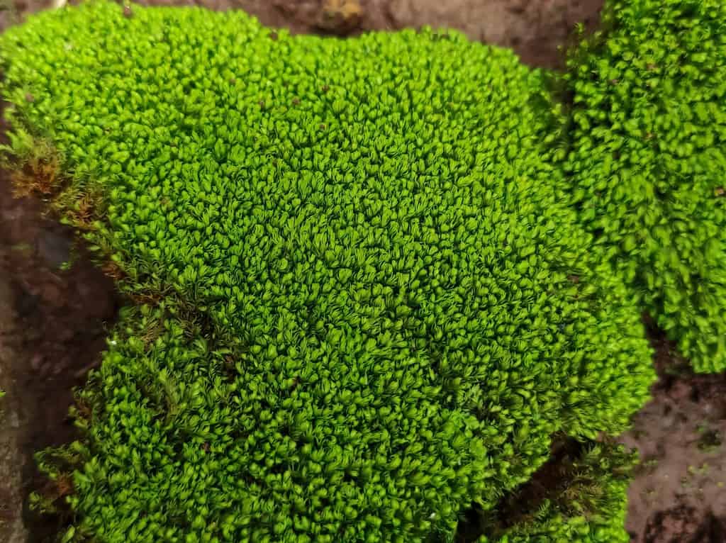 Close up Pincushion moss (Leucobryum glaucum, Pillow moss) on the ground