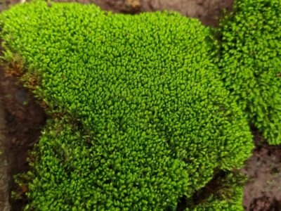 A 8 Reasons You Should Remove That Moss Growing on Your Roof