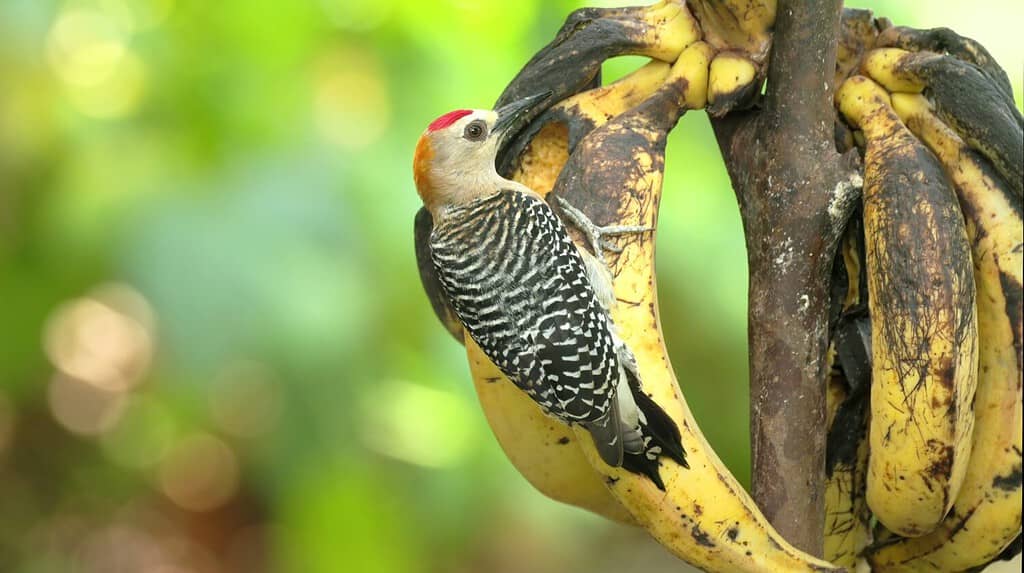 a hoffman's woodpecker eating bananas in a garden at sarapiqui of costa rica