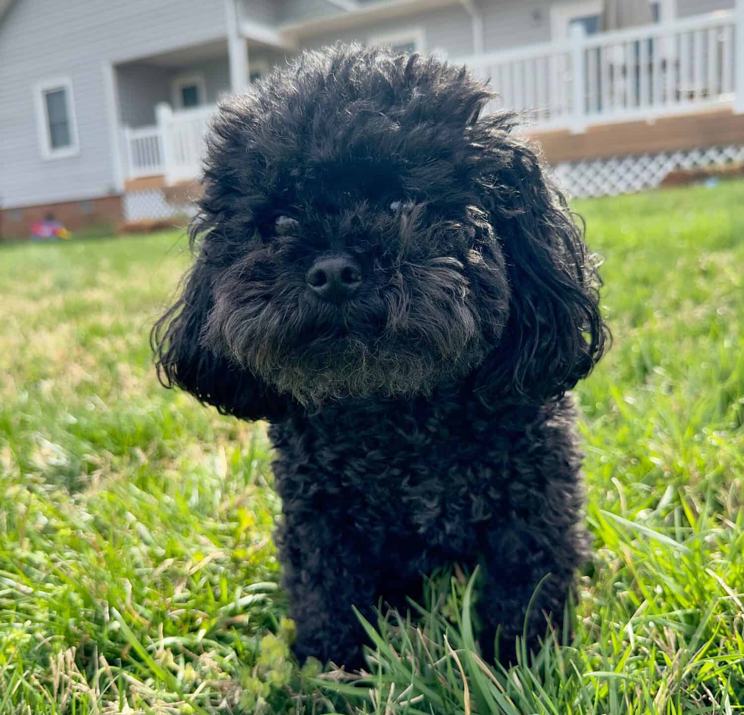 Cute little black maltipoo in grass