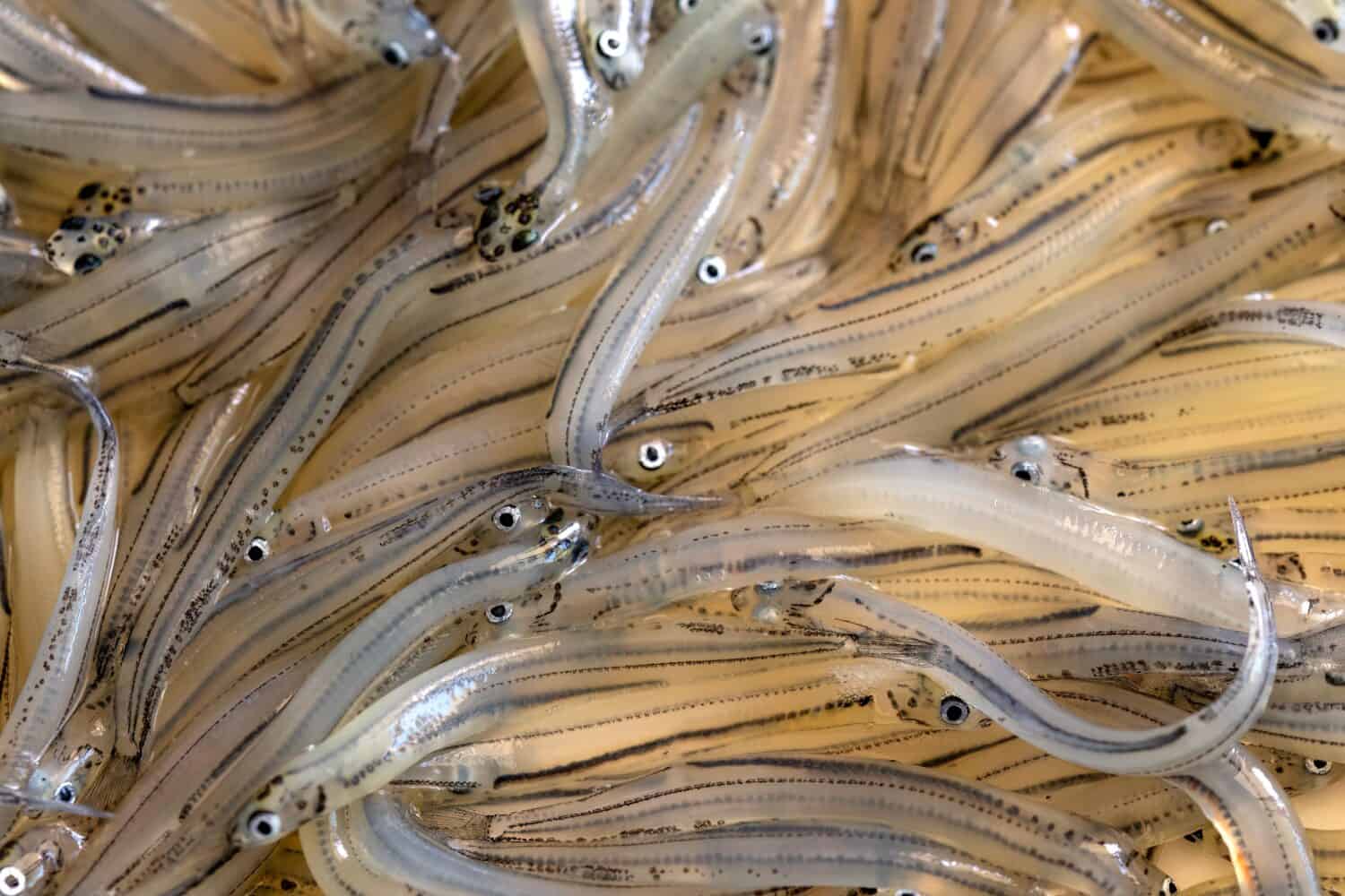 Galaxias maculatus - A plateful of whitebait, or inanga, a delicacy in New Zealand, recently thawed and about to be cooked