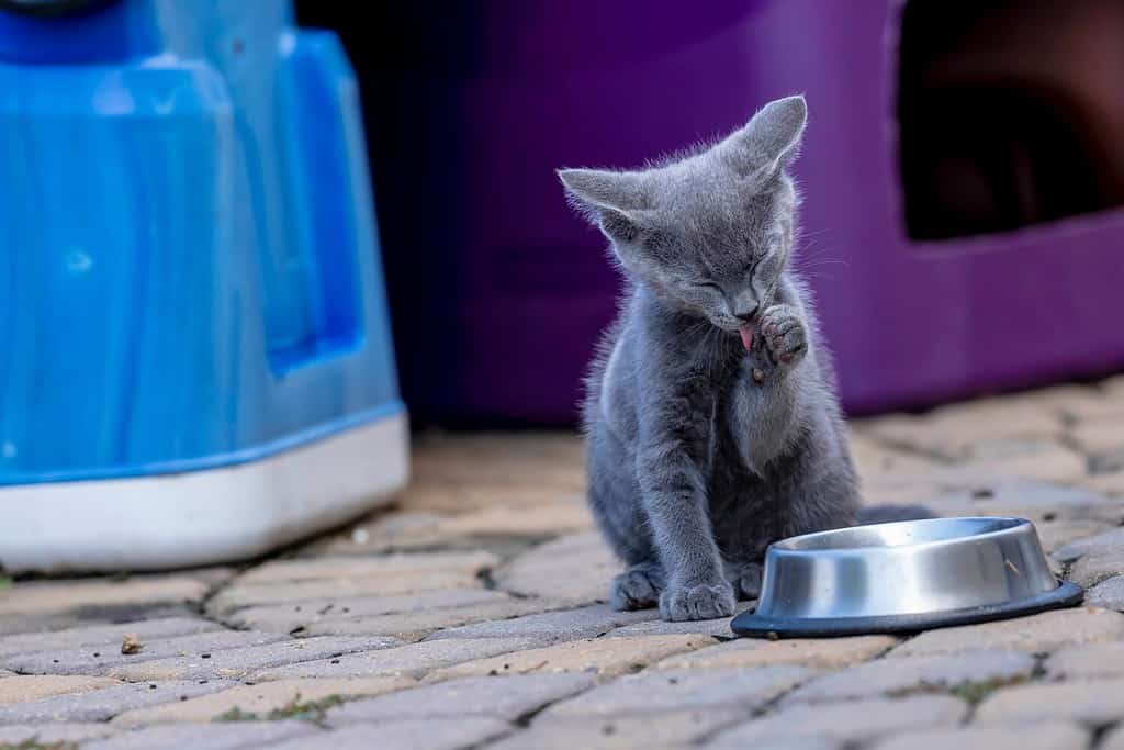 how-often-do-kittens-actually-urinate-a-z-animals