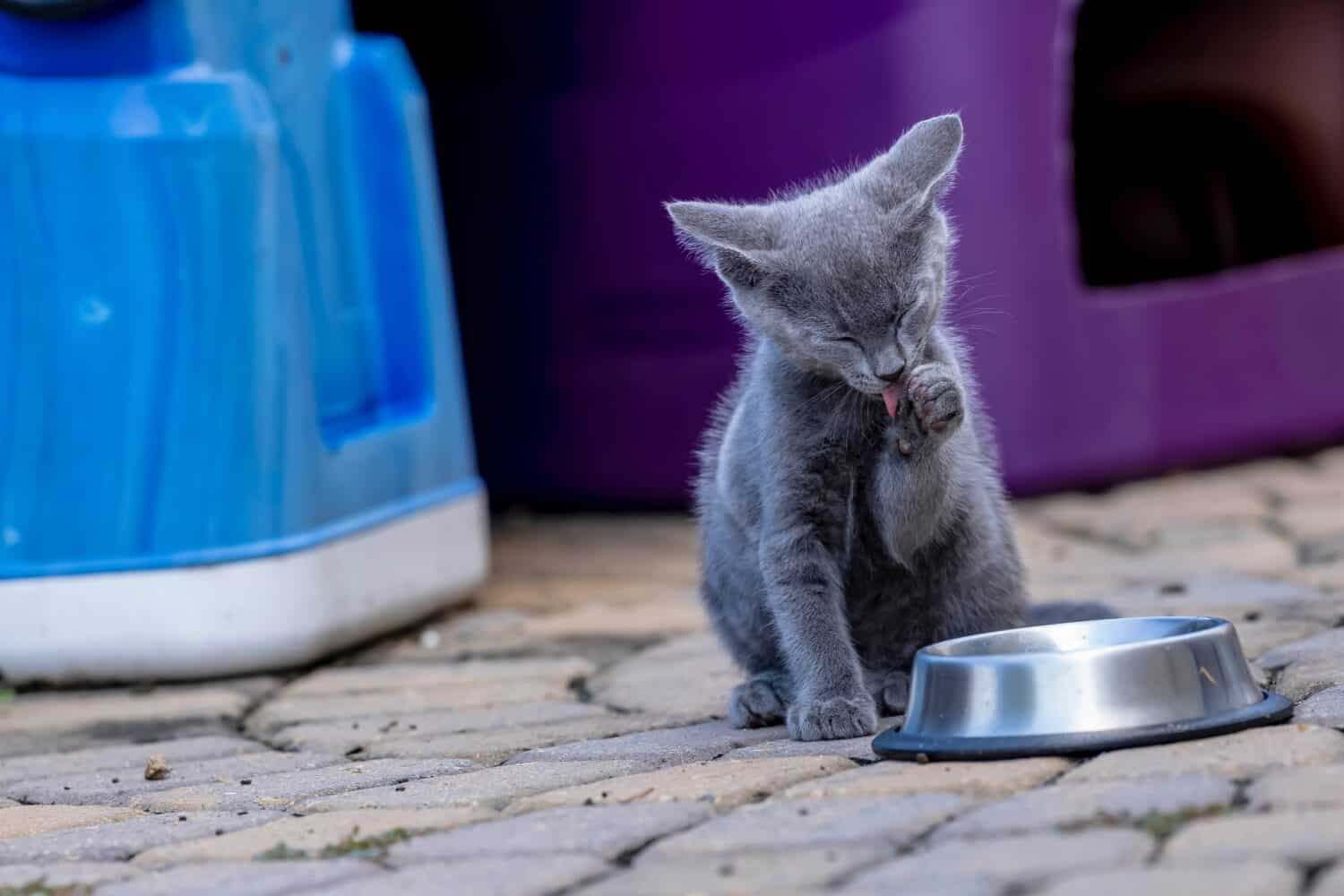 8 week old outside kittens eat their meals and clean themselves afterwards in an urban environment