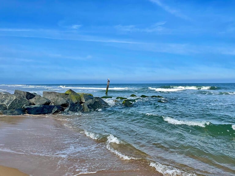 A seagull relaxing on a calm Spring afternoon in Ocean City, Maryland.