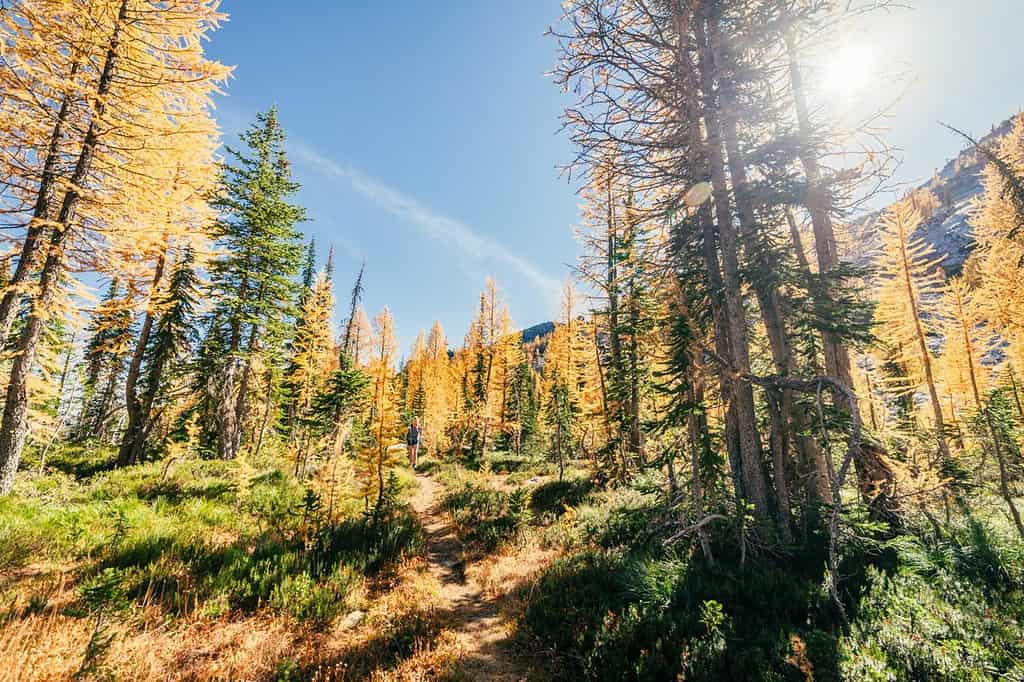 A hiker comes along a trail lined with golden larches in the fall.