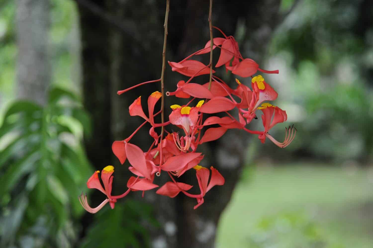 A close-up of a vibrant Amherstia nobilis (Noble Amherstia) flower, with its lush foreground plants in perfect focus. An example of the stunning beauty found in nature.