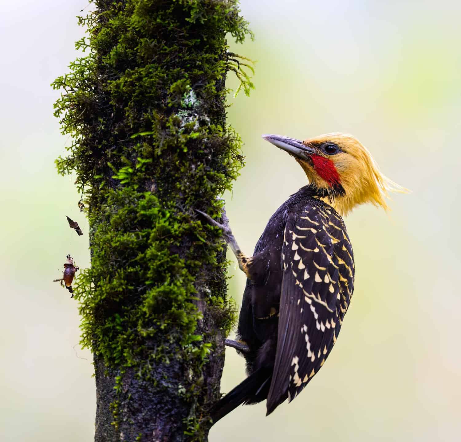 Blond-crested Woodpecker on mossy tree trunk  