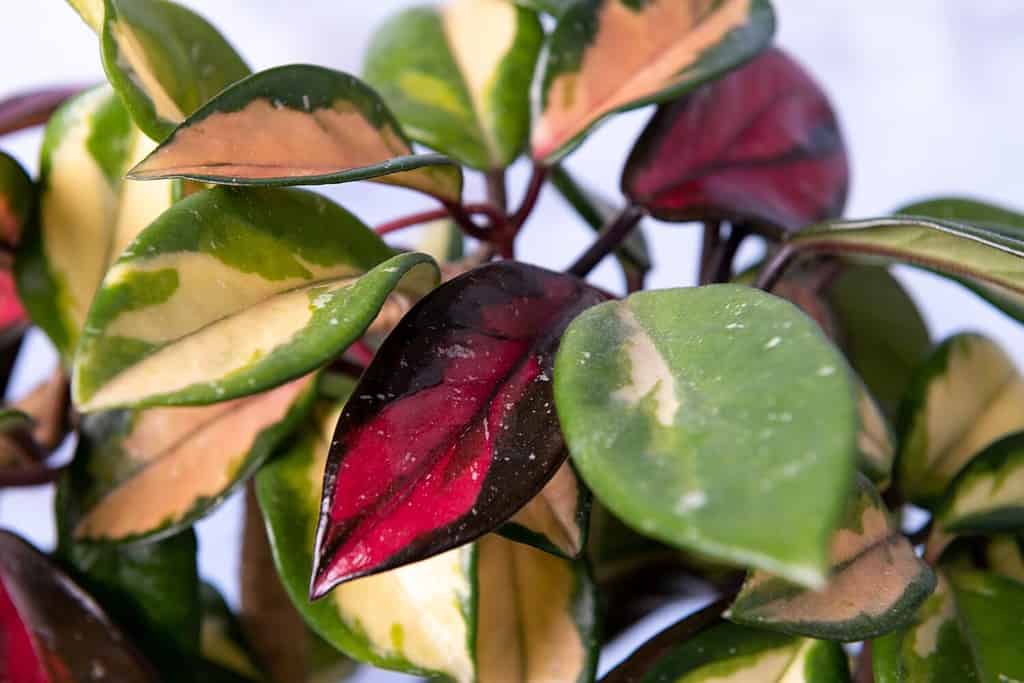 Hoya Krimson Queen vs. Princess: Which Hoya Plant Is Right for You? - A