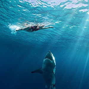 Watch This Swimmer Stay Unbelievably Cool When a Great White Shark Darts Right at Him Picture